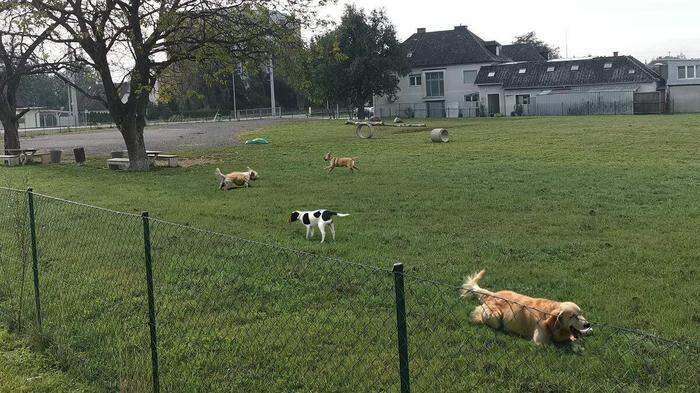Durch die Kündigung der Hundewiese in Wolfsberg lassen sich jährlich 20.000 Euro einsparen