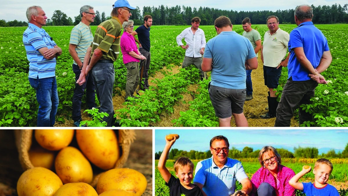 Kartoffelbauern bangen durch die extremen Wetterverhältnisse um ihre Erträge
