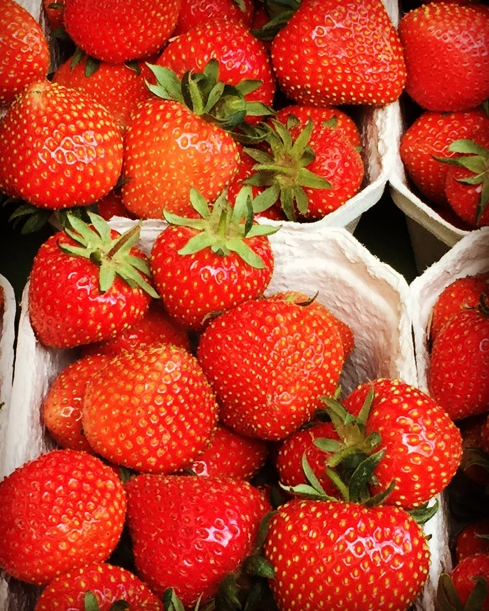 Die Erdbeeren bei Margit Holzer sind süß und groß