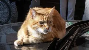 Kater „Rossini“ war in Rovigo eine kleine Berühmtheit