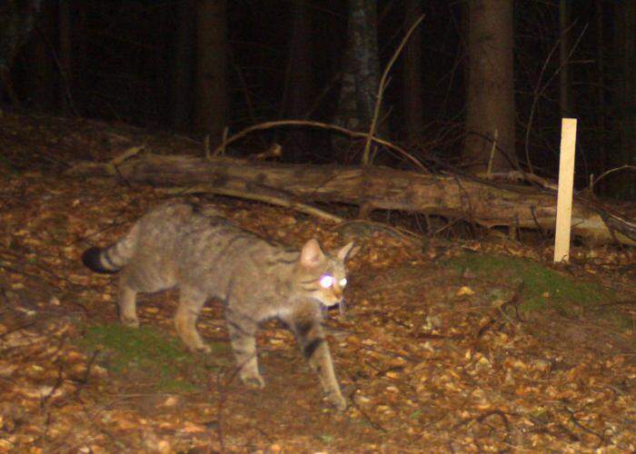 Das Foto der Wildkatze stammt aus einer Wildkamera im Bezirk Hermagor