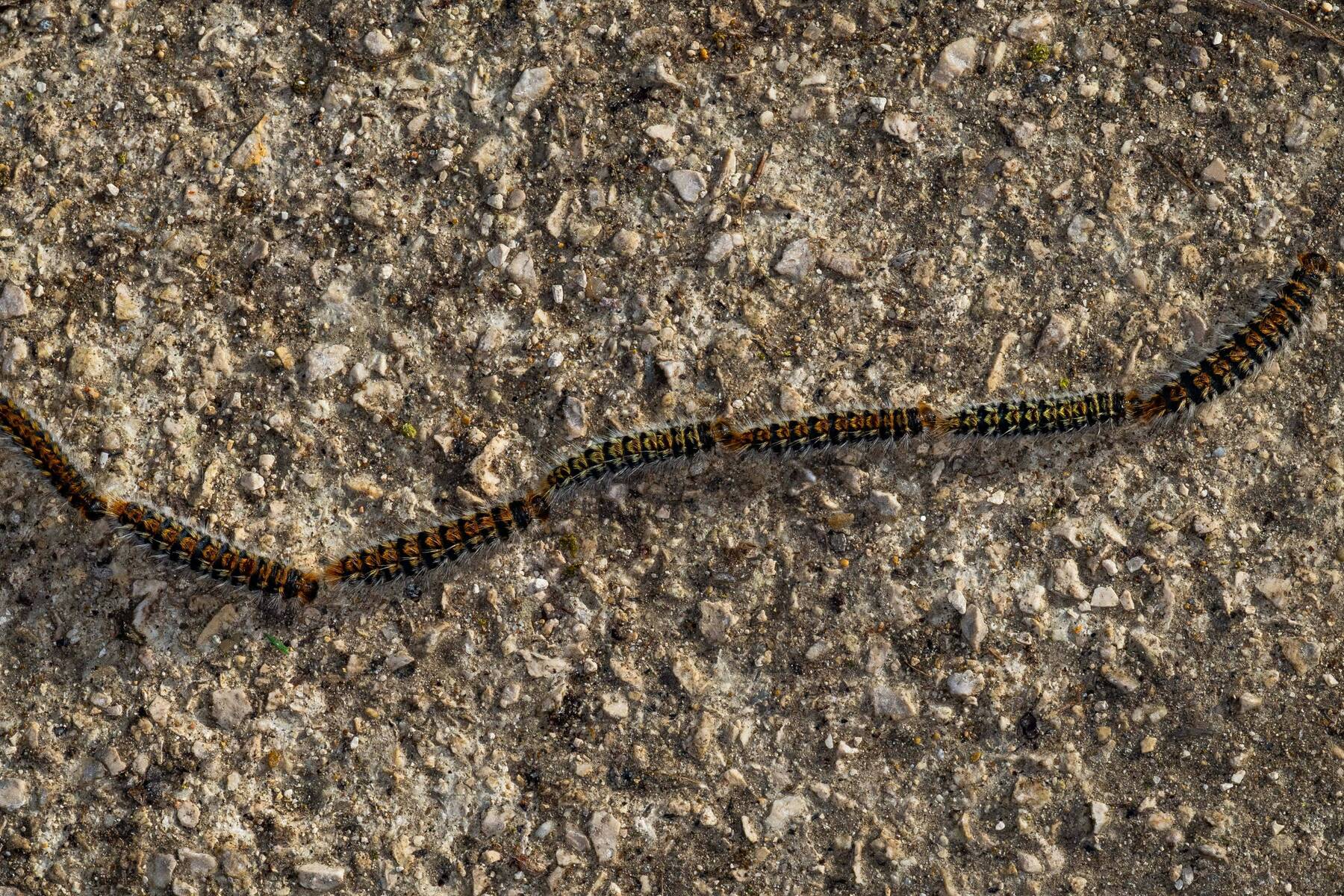 Gefahr für Mensch und Tier: Giftige Raupen krabbeln jetzt in Kärnten