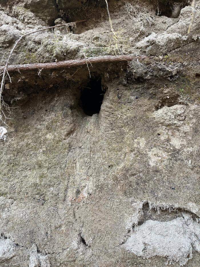 Die Bruthöhlen sind rund 50 Zentimeter tief