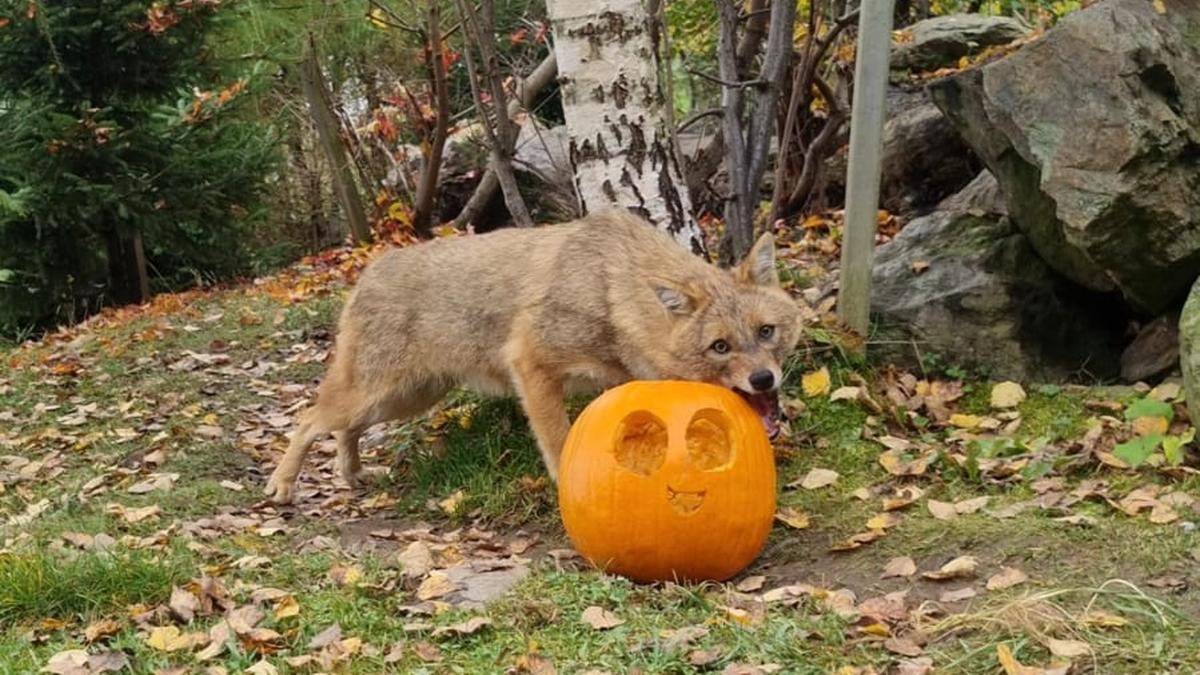 Die Tiere wurden mit Halloween-Kürbissen überrascht