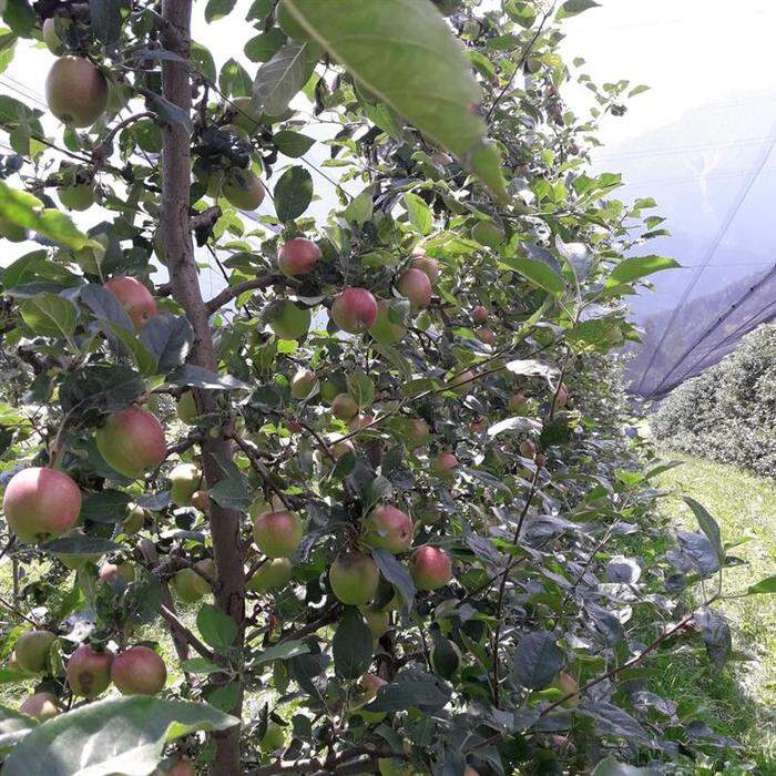 Die Obstbauern erwarten eine gute Apfelernte