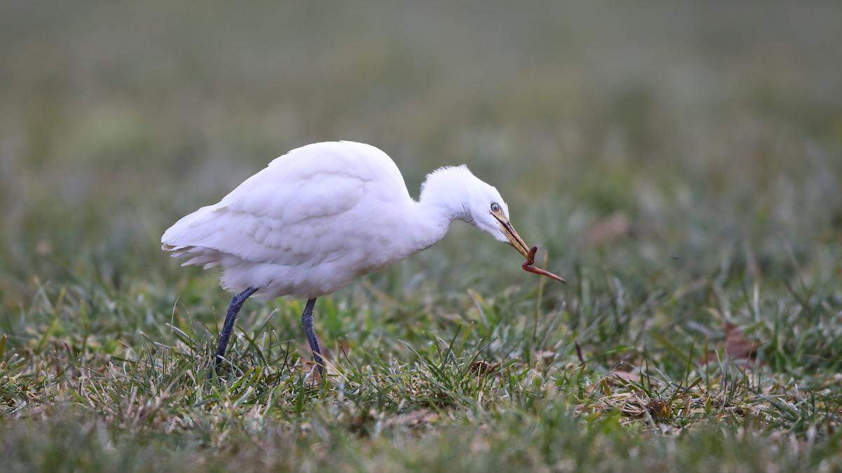 Dieser Kuhreiher wurde von Birdlife-Mitglied Bernhard Huber fotografiert