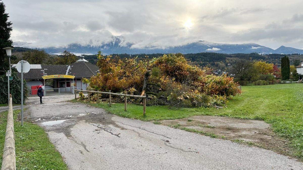 Auf dem Gelände in Seeboden wurden elf Bäume gefällt