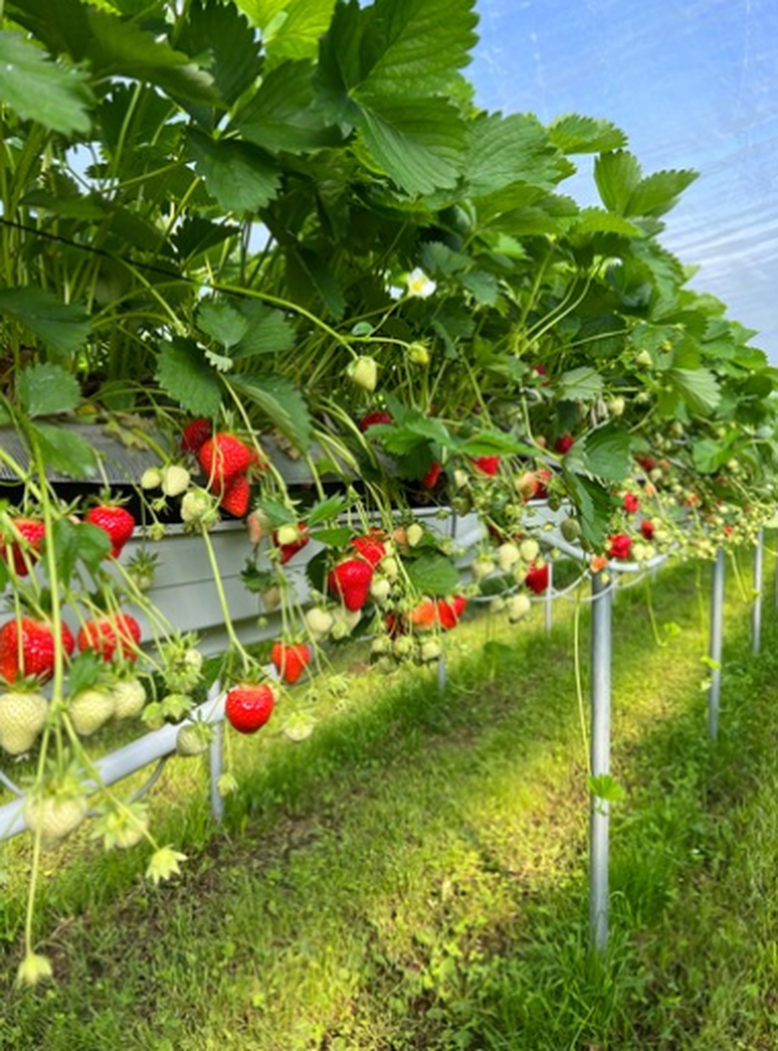 Familie Mikl betreibt mehrere Erdbeerfelder. In einem wachsen die Erdbeeren hängend