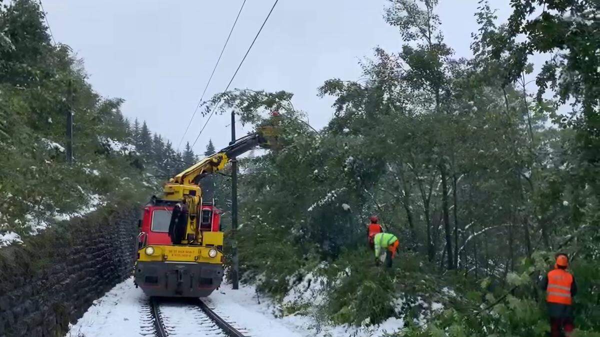 Auf eine Länge von acht Kilometern Bäume aus dem Nahbereich der Oberleitung entfernt werden