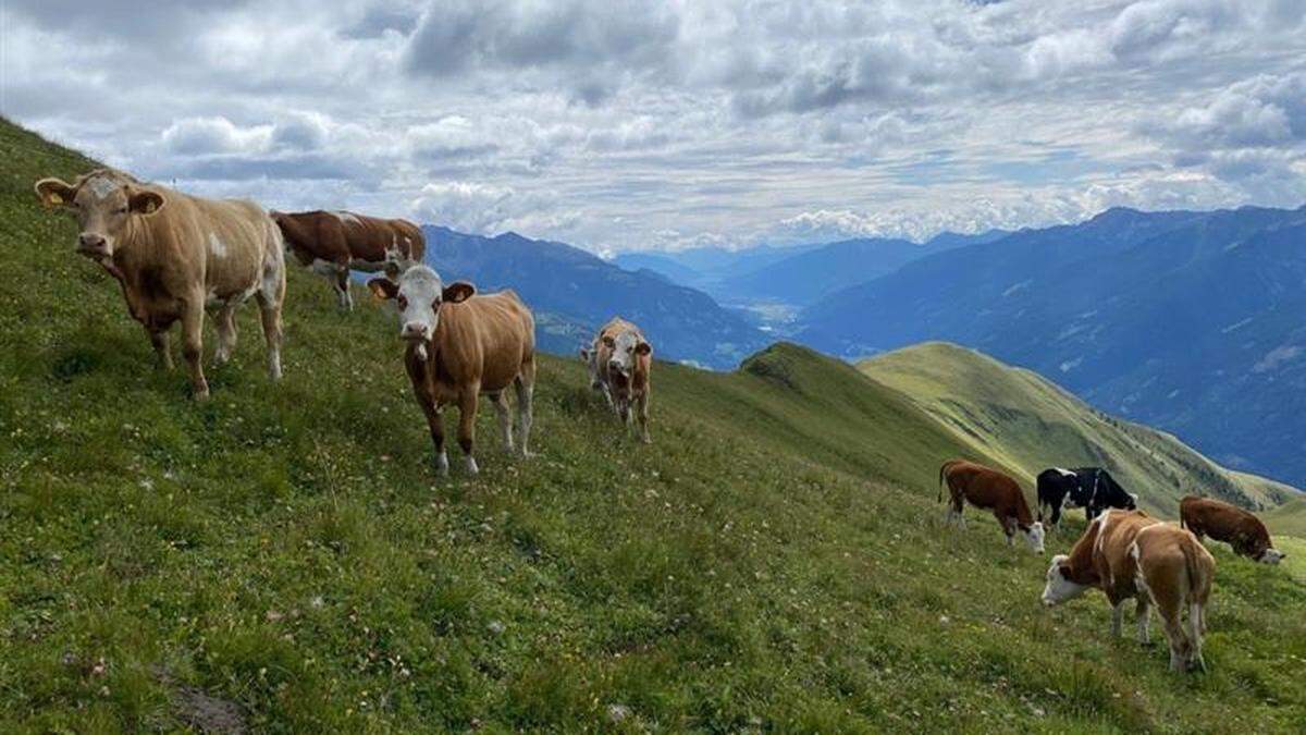 Für die zahlreichen Kühe, Schafe und Ziegen auf Oberkärntens Almen geht es wieder ins Tal