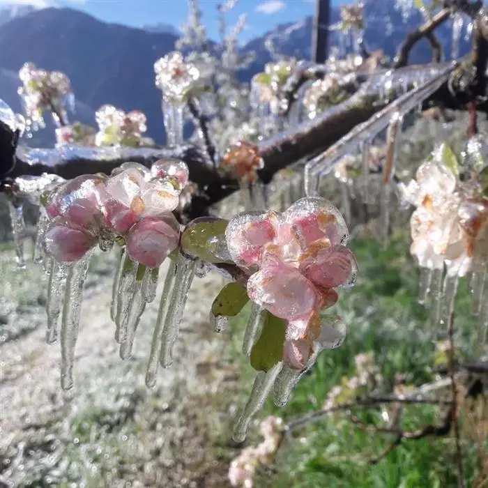 Durch das Frostberegnen werden die Blüten geschützt