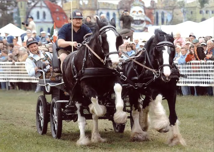 Der Pferdefreund bei einem Rennen mit seinen Shire Horses