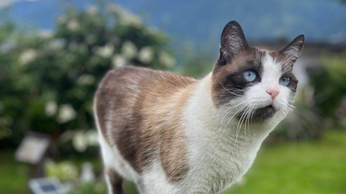 Katze Minka ist gut an ihren strahlenden blauen Augen zu erkennen