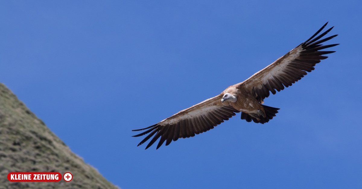 Geier im Nationalpark Hohe Tauern: Gesundheitspolizei und ein Gewinn ...
