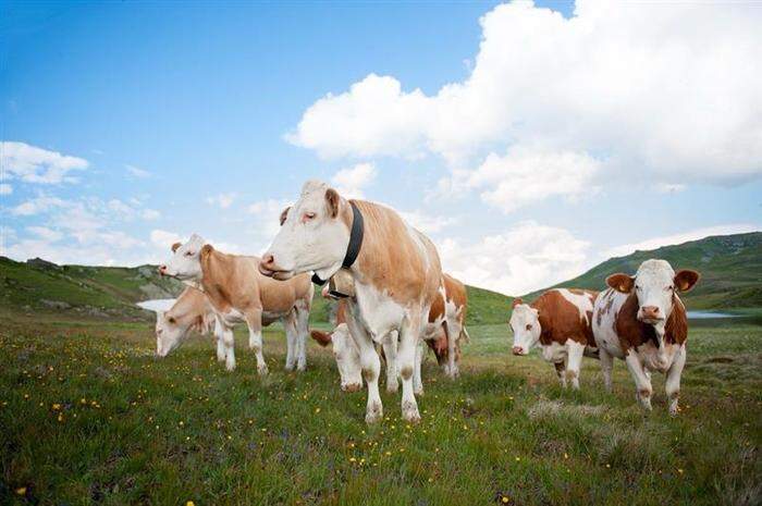 Die Milch für die Eisproduktion stammt von den eigenen Kühen, die den Sommer auf der Alm in der Innerkrems verbringen