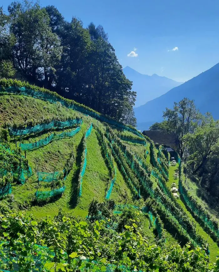 Das Weingut von Ernestine Berger befindet sich auf knapp 900 Metern und ist damit Kärntens höchstgelegenes Weingut