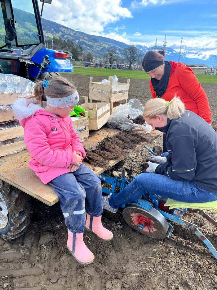 Alle paar Jahre werden neue Erdbeerpflanzen eingesetzt