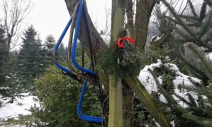 Im Erlebnis-Christbaumland liegen die Sägen bereit