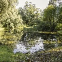 Der Nörsacher Teich wurde 2022 und 2023 umfassend revitalisiert. Drei Biotope sind nun über einen Biotopkomplex verbunden