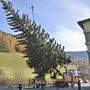 Der Christbaum für das Schloss Mirabell stammt dieses Jahr aus dem Katschtal