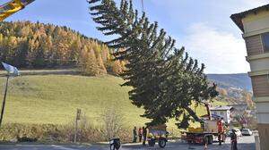 Der Christbaum für das Schloss Mirabell stammt dieses Jahr aus dem Katschtal