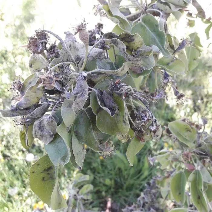 Durch die Kälte und den Hagel wurden die Birnenblüten schwer beschädigt