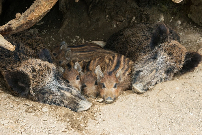 Zahlreiche Tiere bereiten sich aktuell auf die kühlere Jahreszeit vor