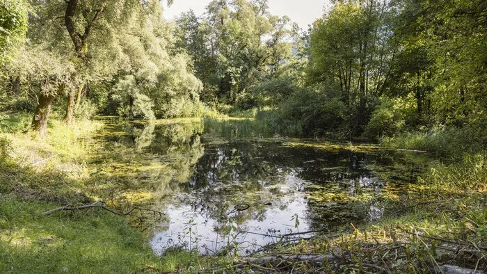 Ein Teich