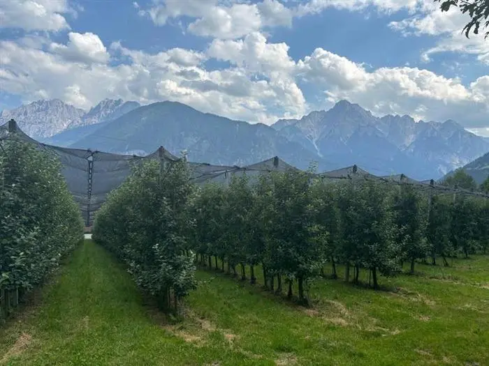 Hagelnetze schützen die Obstgärten vor schweren Schäden und sogar vor Vogelschwärmen
