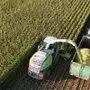 Ein Traktor bei der Ernte am Feld | Die Ernte von Silo- und Körnermais wird als „zufriedenstellend“ eingestuft