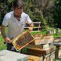 Arno Kronhofer arbeitet seit 35 Jahren mit Bienen 