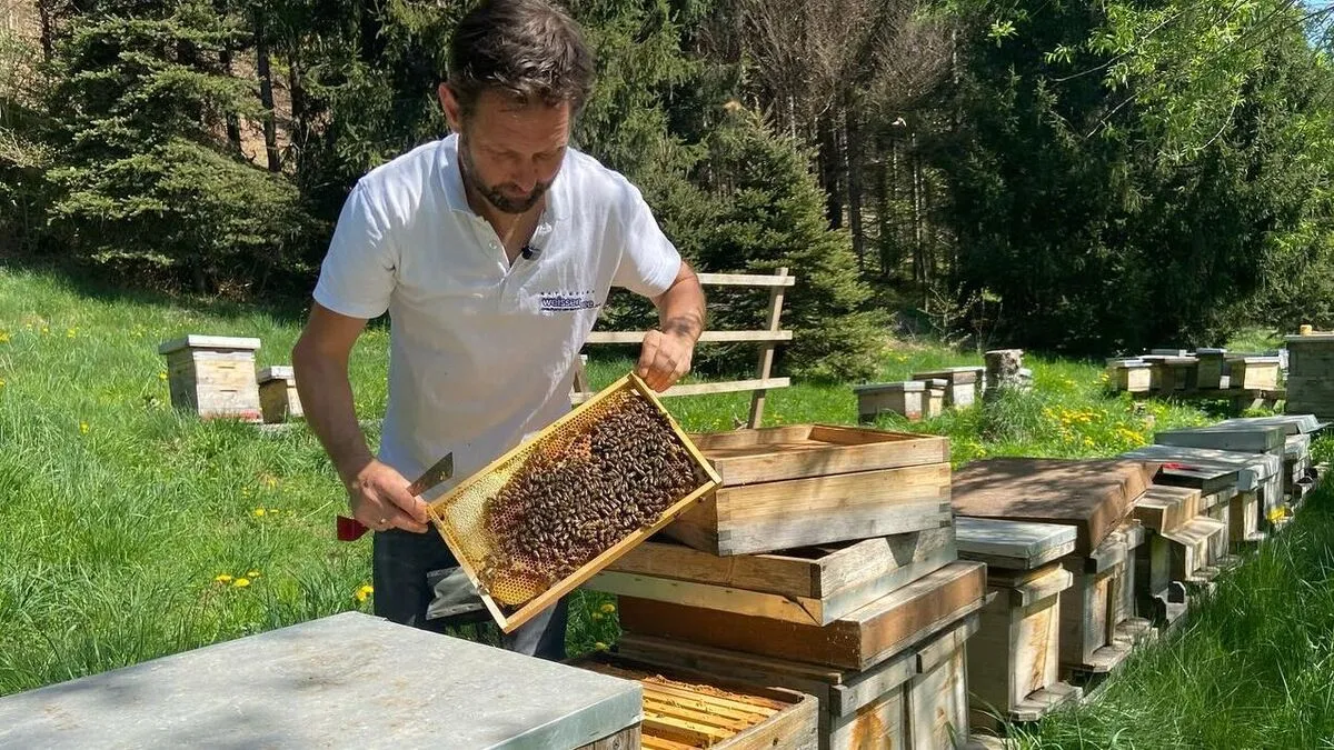 Arno Kronhofer arbeitet seit 35 Jahren mit Bienen 