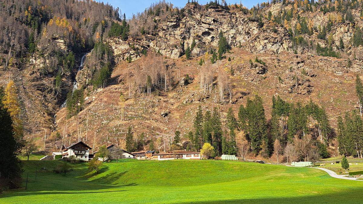 Der Borkenkäfer hat auch in Oberkärnten große Teile der Wälder beschädigt