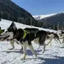 Schlittenhunde im Schnee | Bis zu 30 Teams nahmen bislang an den Rennen teil