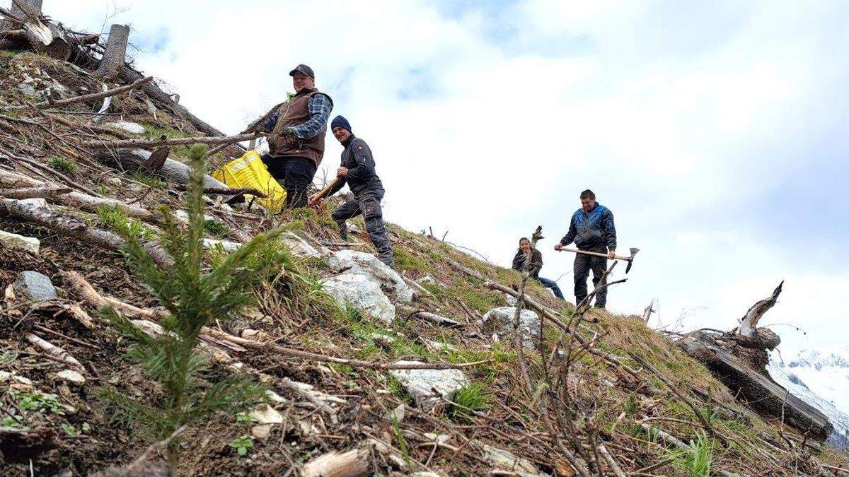 Jungbauern setzen aktuell 8000 Jungpflanzen