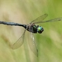 Eine Libelle