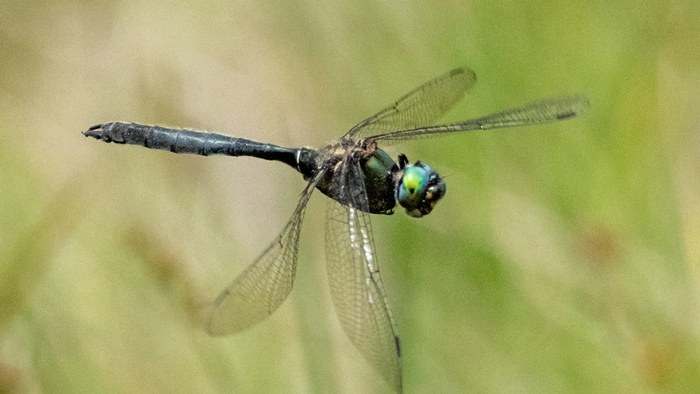 Eine Libelle