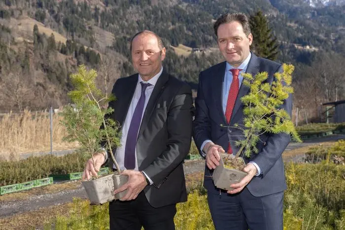 Auf den Flächen der Landesforstgärten wachsen die Jungpflanzen heran