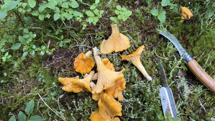 Pilze und ein Messer auf einem Waldboden
