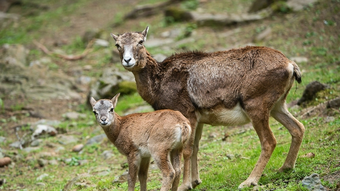Zwei Tiere auf einer Wiese