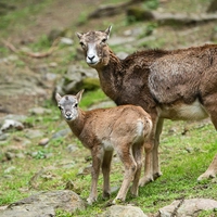 Die Mufflons warten auf die Besucher