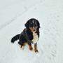 Der neunjährige Berner Sennenhund „Stella“ ist in der Ortschaft Asten weggelaufen