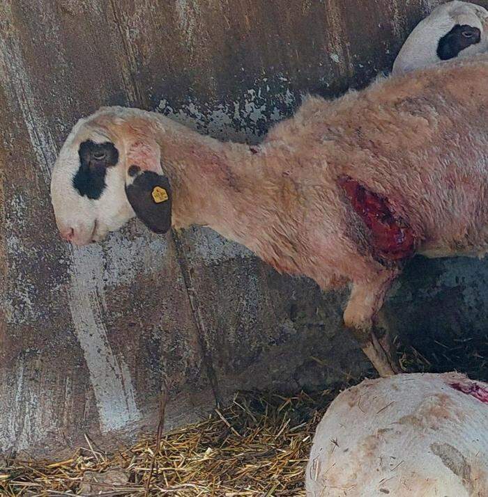 Schwer verletzte Schafe mussten notgetötet werden