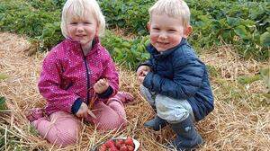 Ein Genuss für Klein und Groß: Osttiroler Erdbeeren