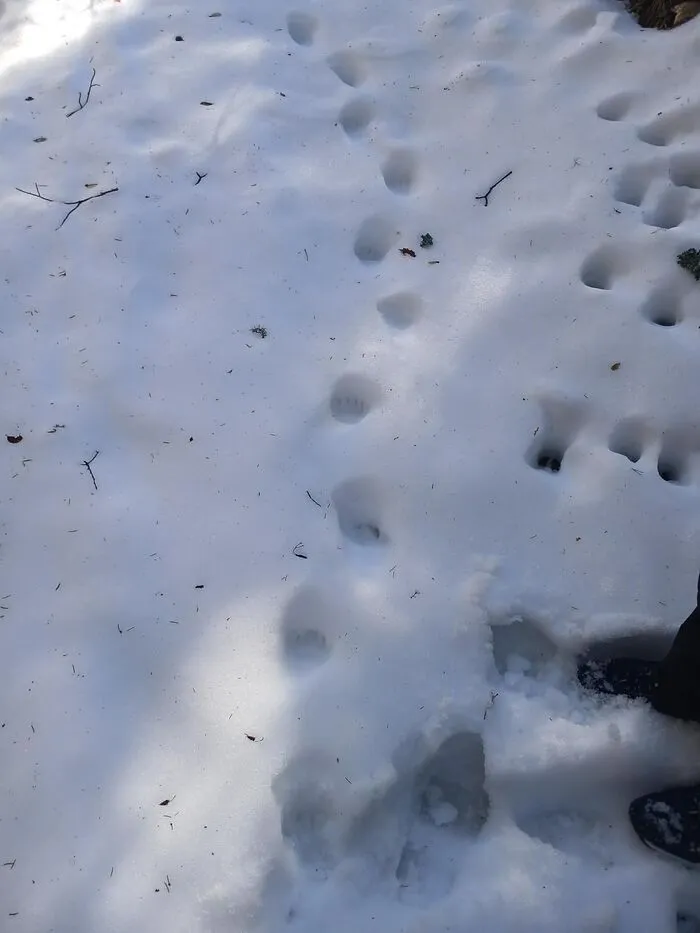 Die Jungtier-Spuren in Globasnitz, die dem Bürgermeister zugesendet wurden