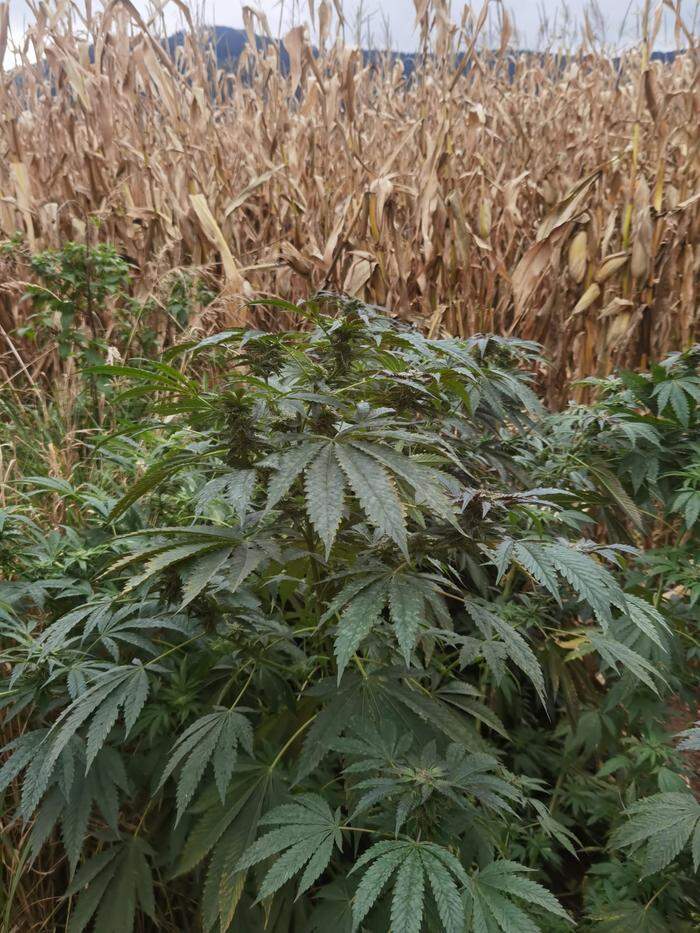 Mitten im Maisfeld stand die Cannabis-Plantage