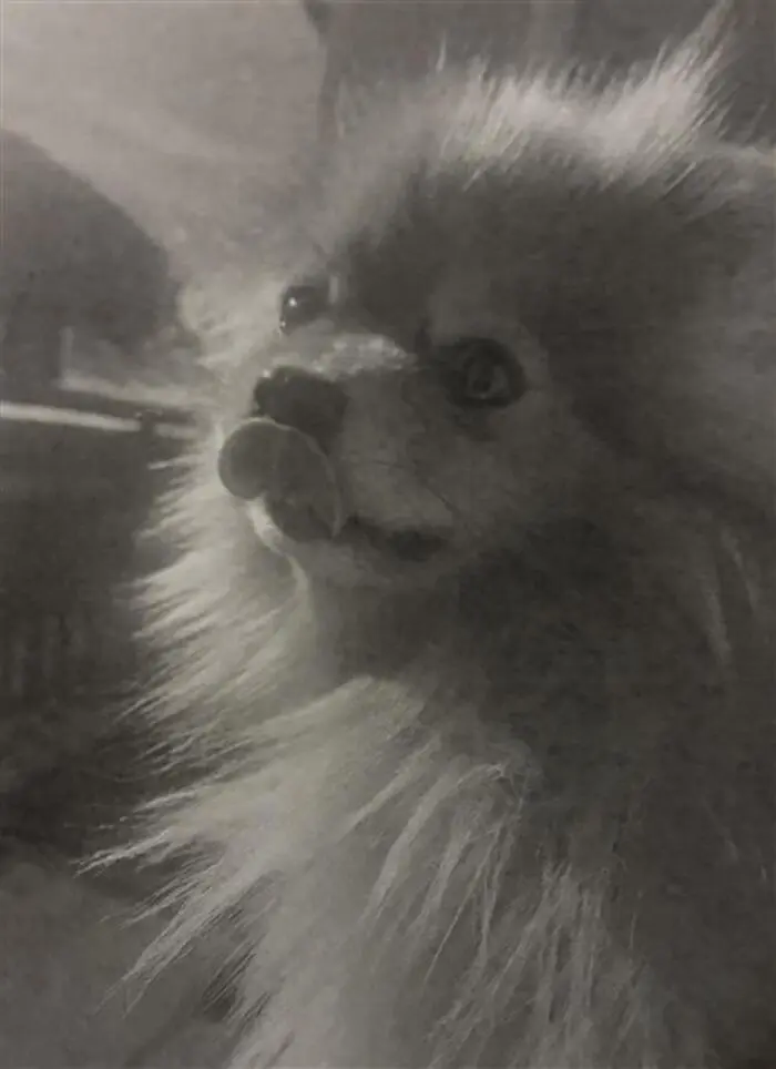 Der Pomeranian der Angeklagten