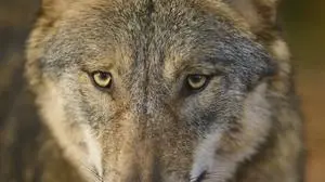 Nahaufnahme eines Wolfs mit detailreichem Fokus auf die Augen, Wolf Canis lupus, Deutschland Close-up of a wolf with detailed focus on the eyes, wolf Canis lupus, Germany Copyright: imageBROKER/RaimundxLinke ibxrde15669344.jpg Bitte beachten Sie die gesetzlichen Bestimmungen des deutschen Urheberrechtes hinsichtlich der Namensnennung des Fotografen im direkten Umfeld der Veröffentlichung
