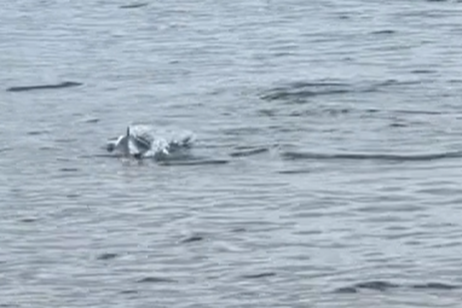 Video aufgetaucht: „Hai-Alarm“ direkt am Strand der kroatischen Adria-Küste?