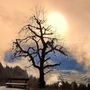 Man sieht einen Baum auf einer leicht schneebedeckten Wiese, dahinter kämpft sich die Sonne durch den Nebel | Oft hatte die Sonne in diesem Winter mit Wolken und Nebel zu kämpfen (hier Anfang Dezember am Stöfflerberg mit Blick ins Gailtal)